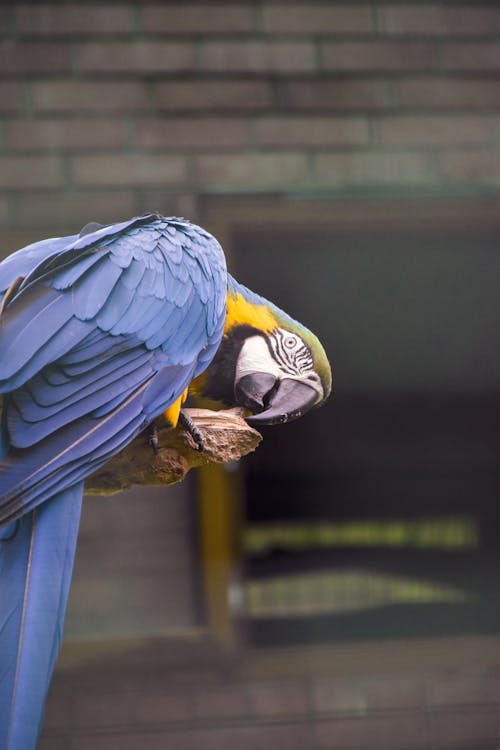 Fotos de stock gratuitas de animal, de cerca, en cautiverio