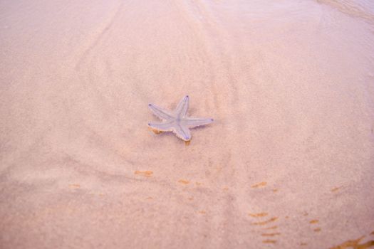 starfish photo