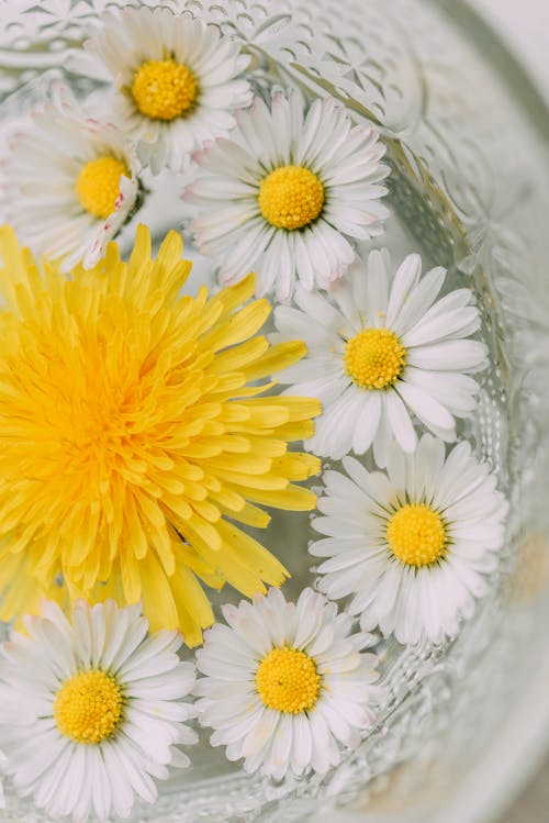 Close-up of a Dandelion and Daisies in a Bowl with Water 