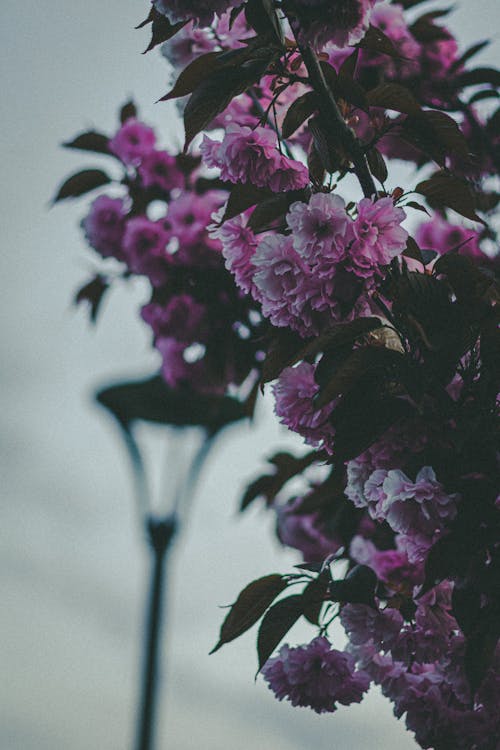 Gratis arkivbilde med blomster, blomstre, fjær