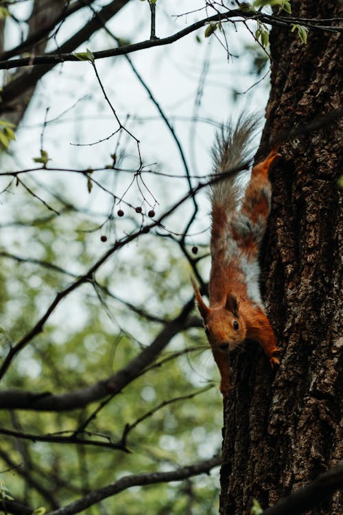 Squirrel on Tree