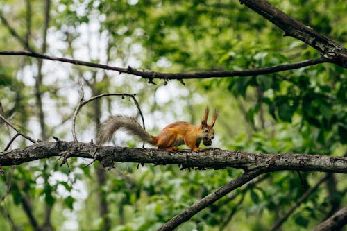 Squirrel on Branch