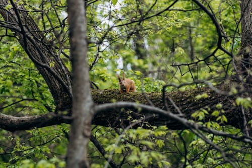Red Squirrel on Tree in Forest
