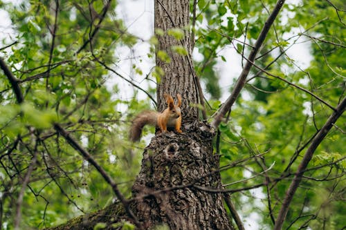 Close-up of a Squirrel on the Tree 