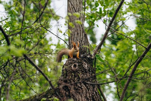 Free Squirrel on tree trunk surrounded by vibrant green foliage, nature in Krasnodar, Russia. Stock Photo
