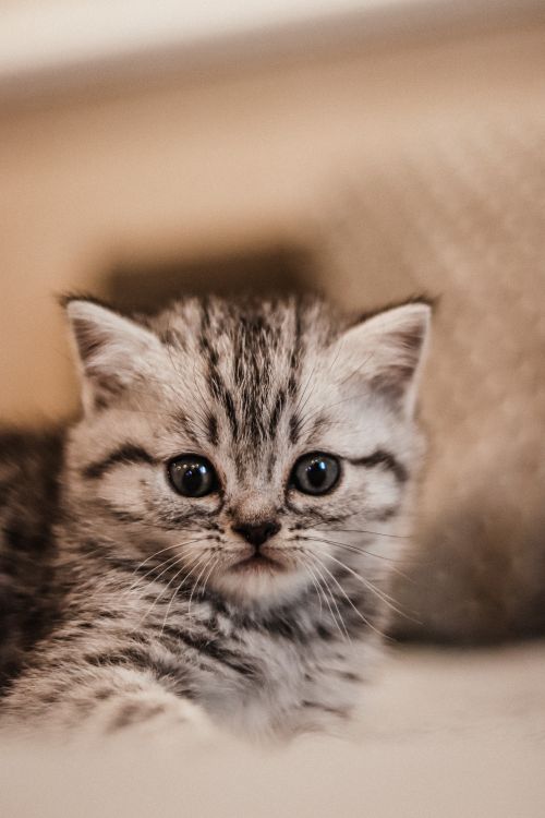 Free Cute close-up of a fluffy kitten with striking stripes and big eyes, lying down indoors. Stock Photo