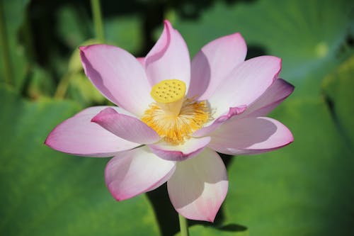 Close-up of a Waterlily Flower 