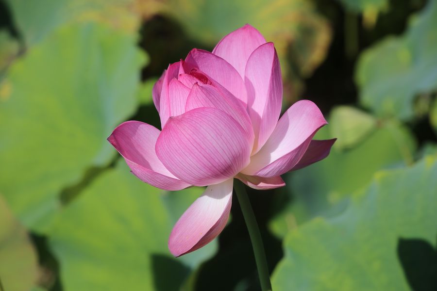 Close-up of a pink lotus flower in bloom