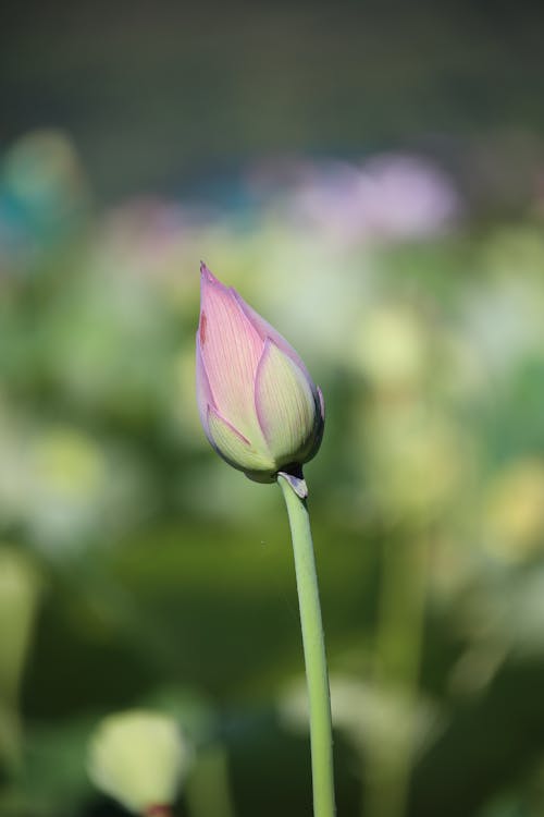 Close-up of a Waterlily Bud 