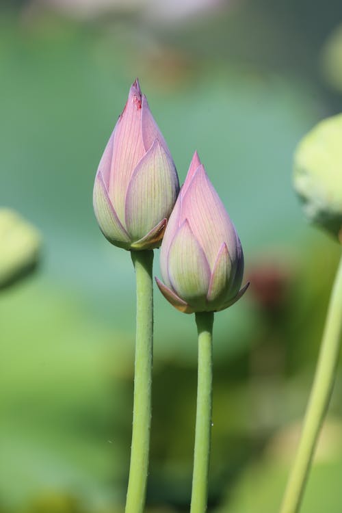 Close-up of Waterlily Flower Buds 