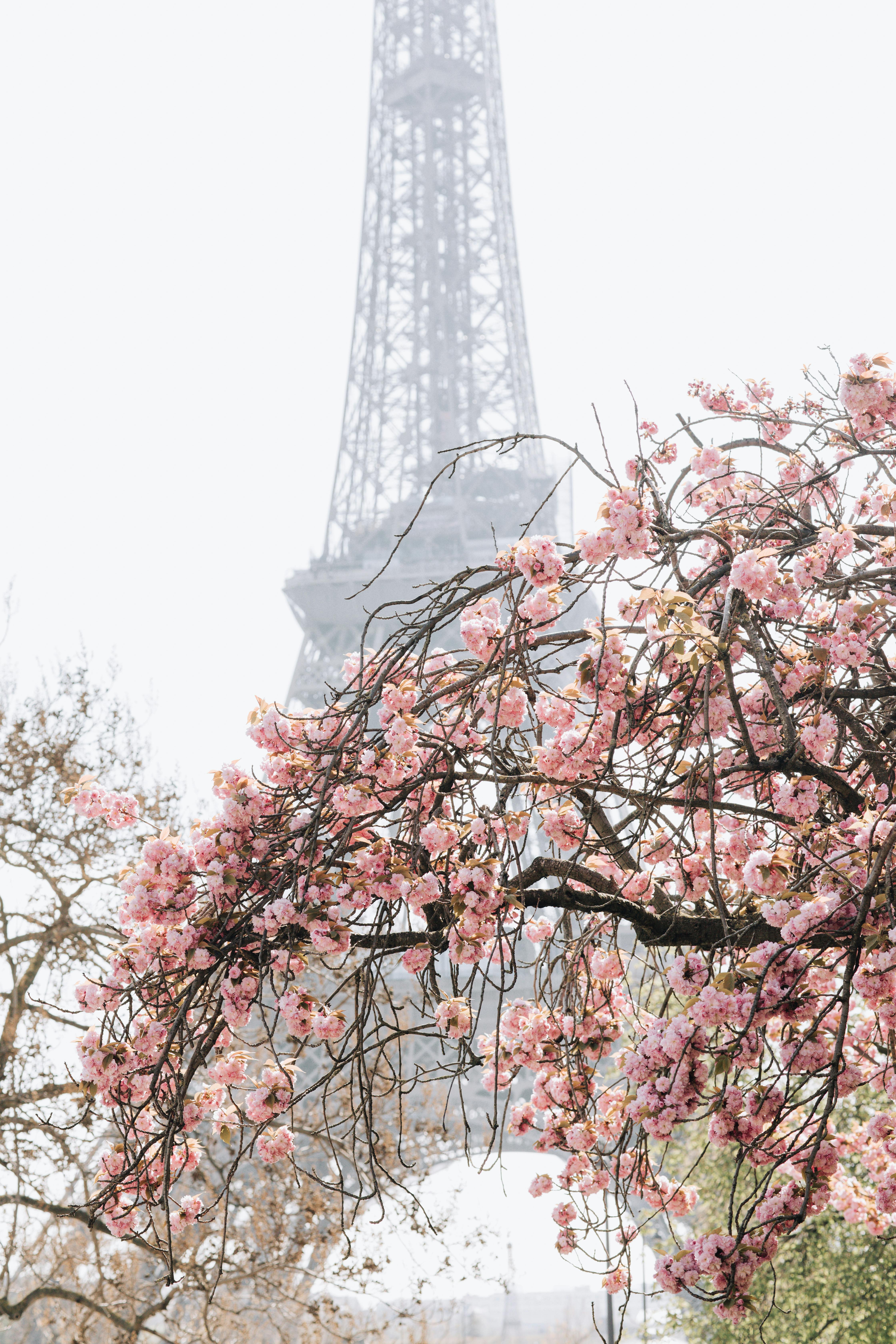 Stunning view of cherry blossoms against the iconic Eiffel Tower in a misty Paris spring setting.