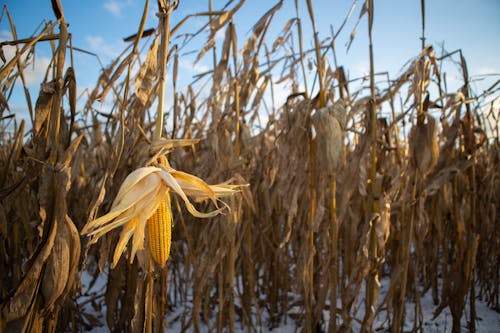 Free stock photo of corn, dead, dying