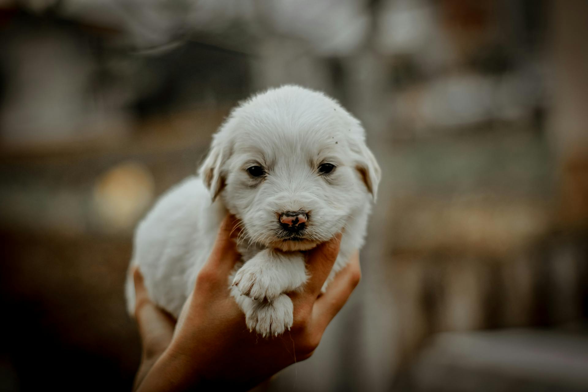 Un chiot dans les mains