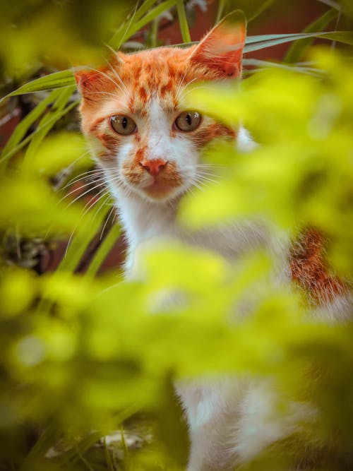 бесплатная Фотография оранжевого полосатого кота в селективном фокусе Стоковое фото