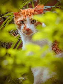 一只可爱的虎斑猫透过郁郁葱葱的绿叶在户外偷看