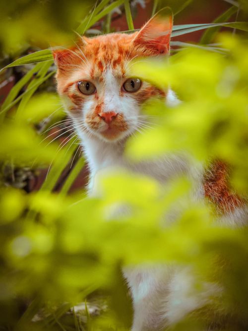 Free An adorable tabby cat peeking through lush green leaves in an outdoor setting. Stock Photo