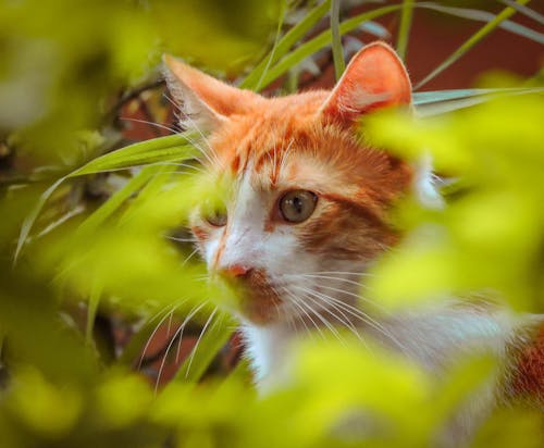 Gros Plan Du Chat Tigré Orange