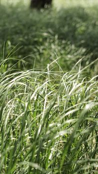 Close-up of lush green grass swaying in the sunlight, ideal for nature backgrounds.