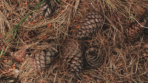 Free Close-up of pine cones nestled in dry needles on the forest floor, showcasing fall textures. Stock Photo