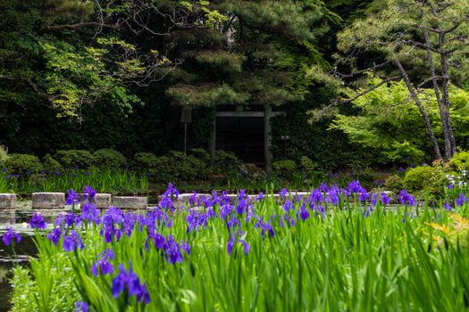 purple japanese iris flower