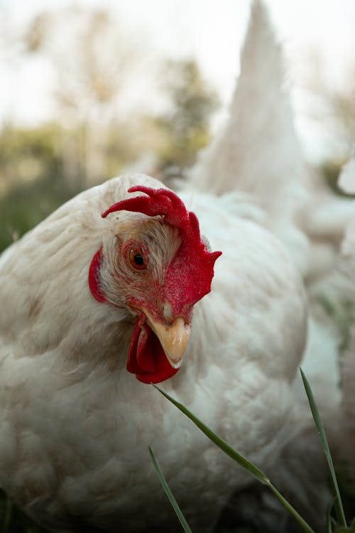 Foto stok gratis ayam betina, bulu, burung