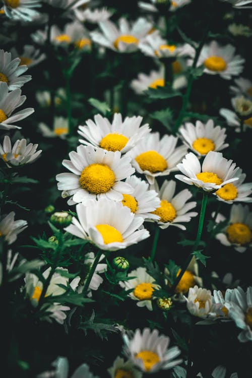 Selective Focus of Chamomile