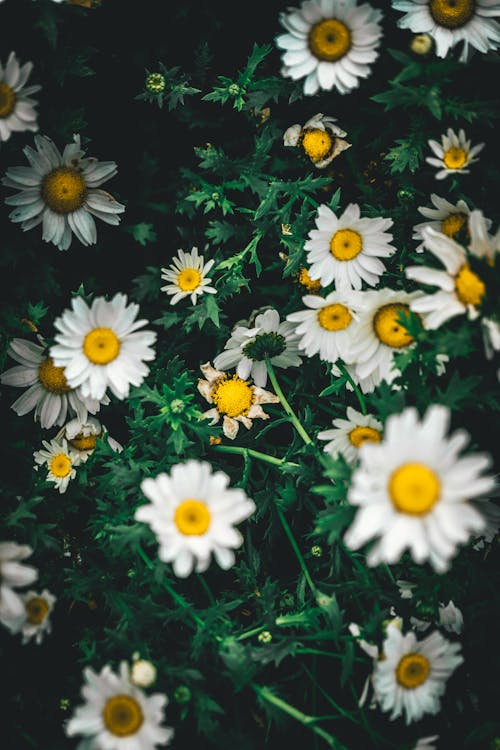 dry daisy at middle of daisies