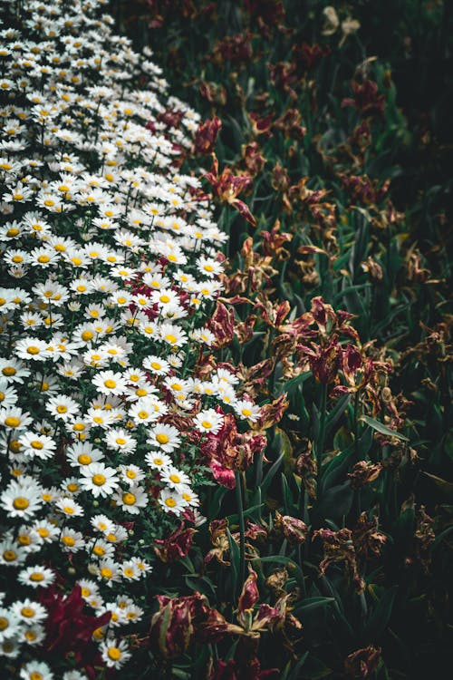 daisies and dry tulips