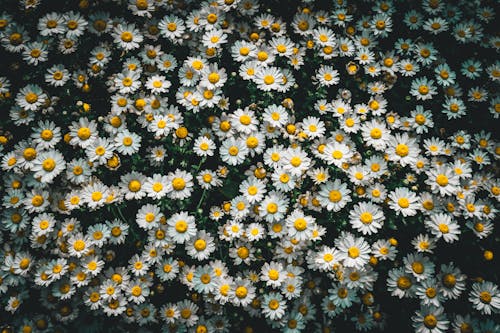 Immagine gratuita di abbondanza, bianco, fiori