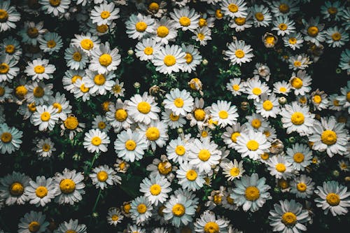 俯視圖, 春天, 綻放的花朵 的 免費圖庫相片