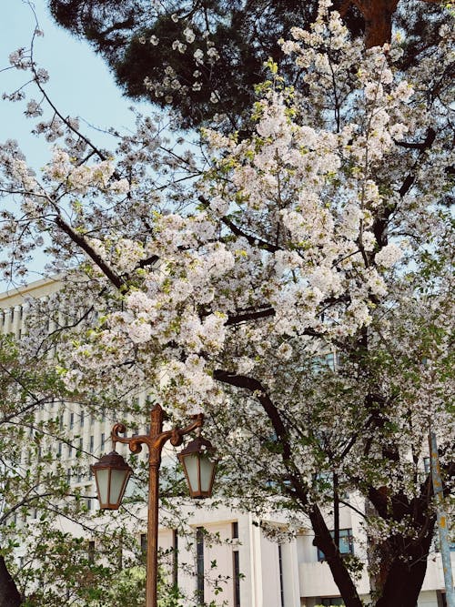 Fotobanka s bezplatnými fotkami na tému biele kvety, jabloň, jar