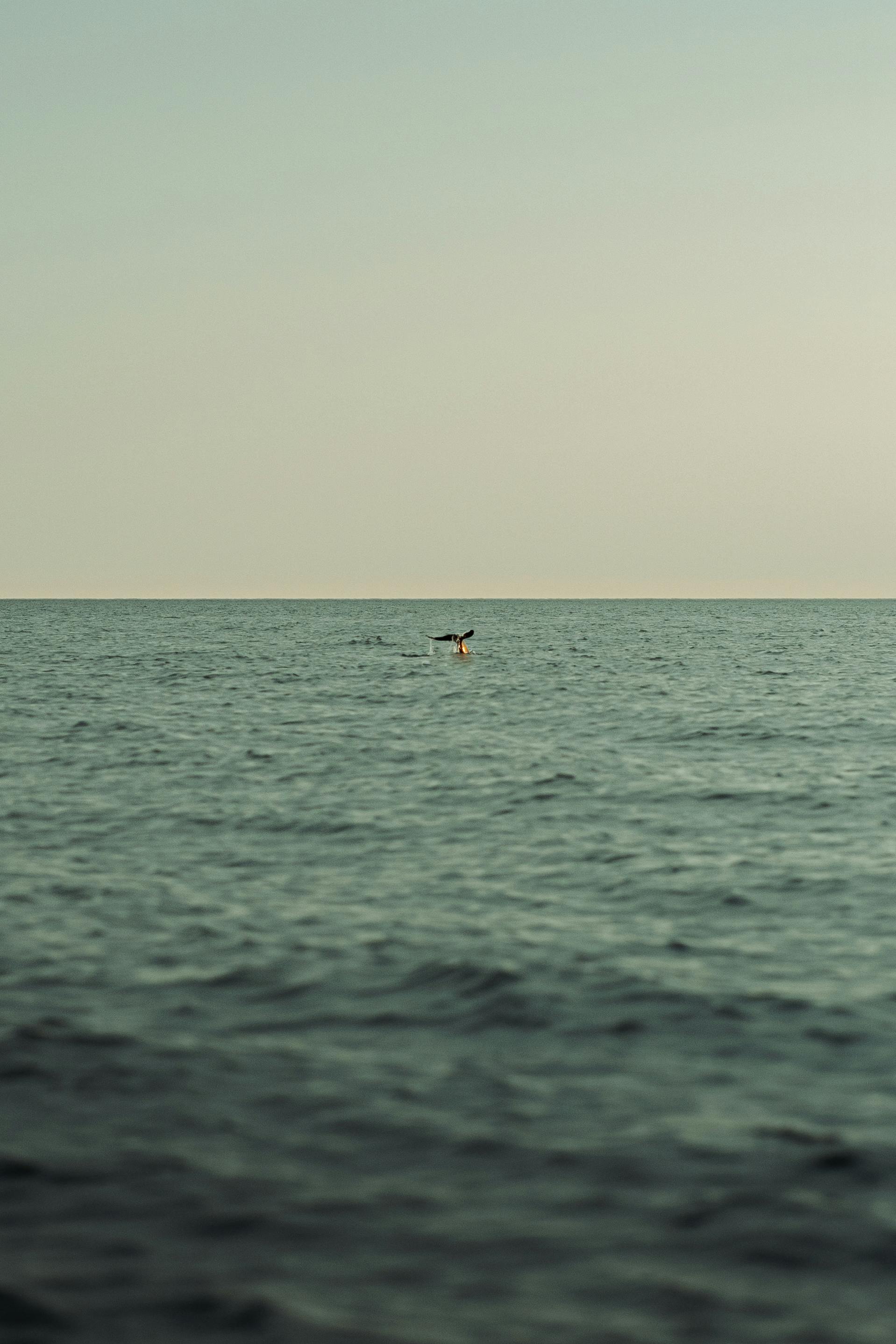 Gratis Immagine gratuita di @all'aperto, acqua, acqua aperta Foto a disposizione