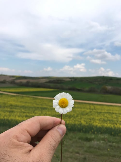 Dandelion in Hand against Meadow