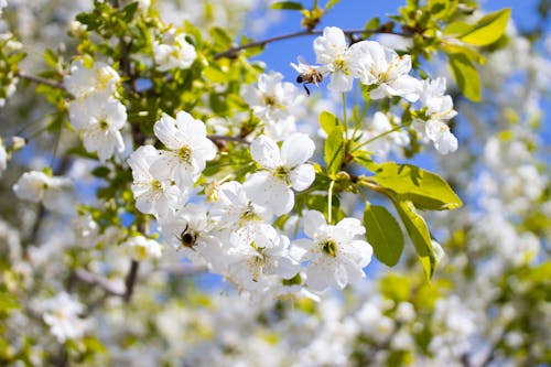 Безкоштовне стокове фото на тему «бджоли, білі квіти, весна»