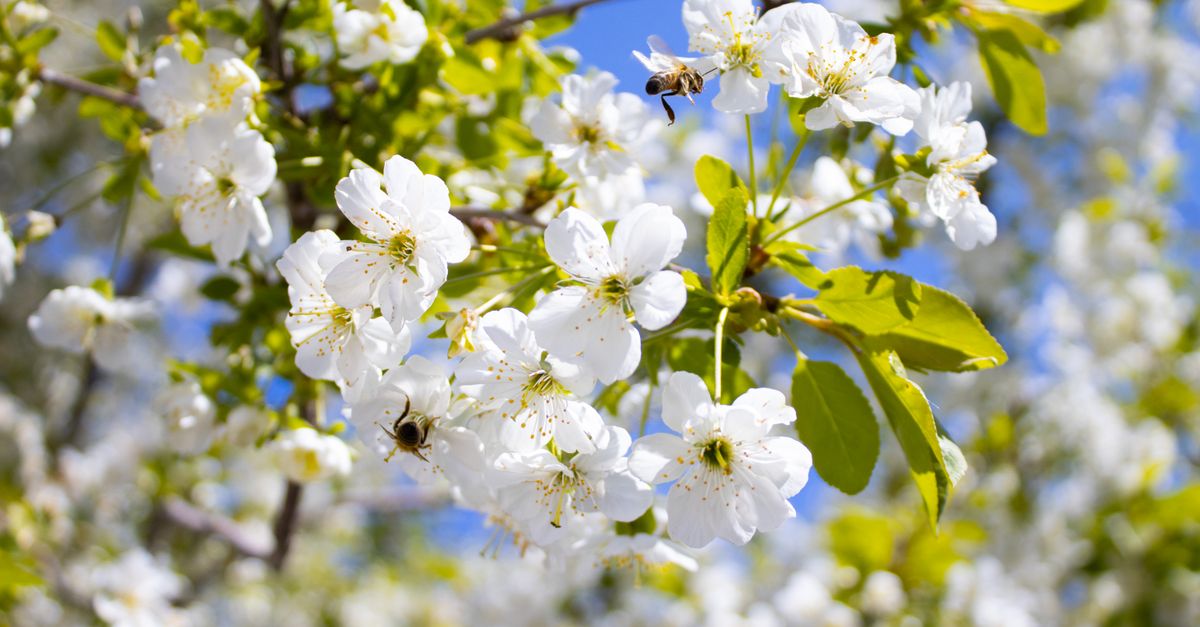 Apple Insect Pollination Bees during Pollination of Apple Tree · Free Stock Photo