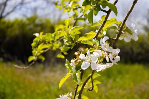 Kostnadsfri bild av äppelträd, blomma, blomning