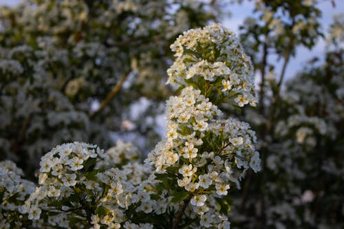 Gratis lagerfoto af æbletræ, fjeder, hvide blomster