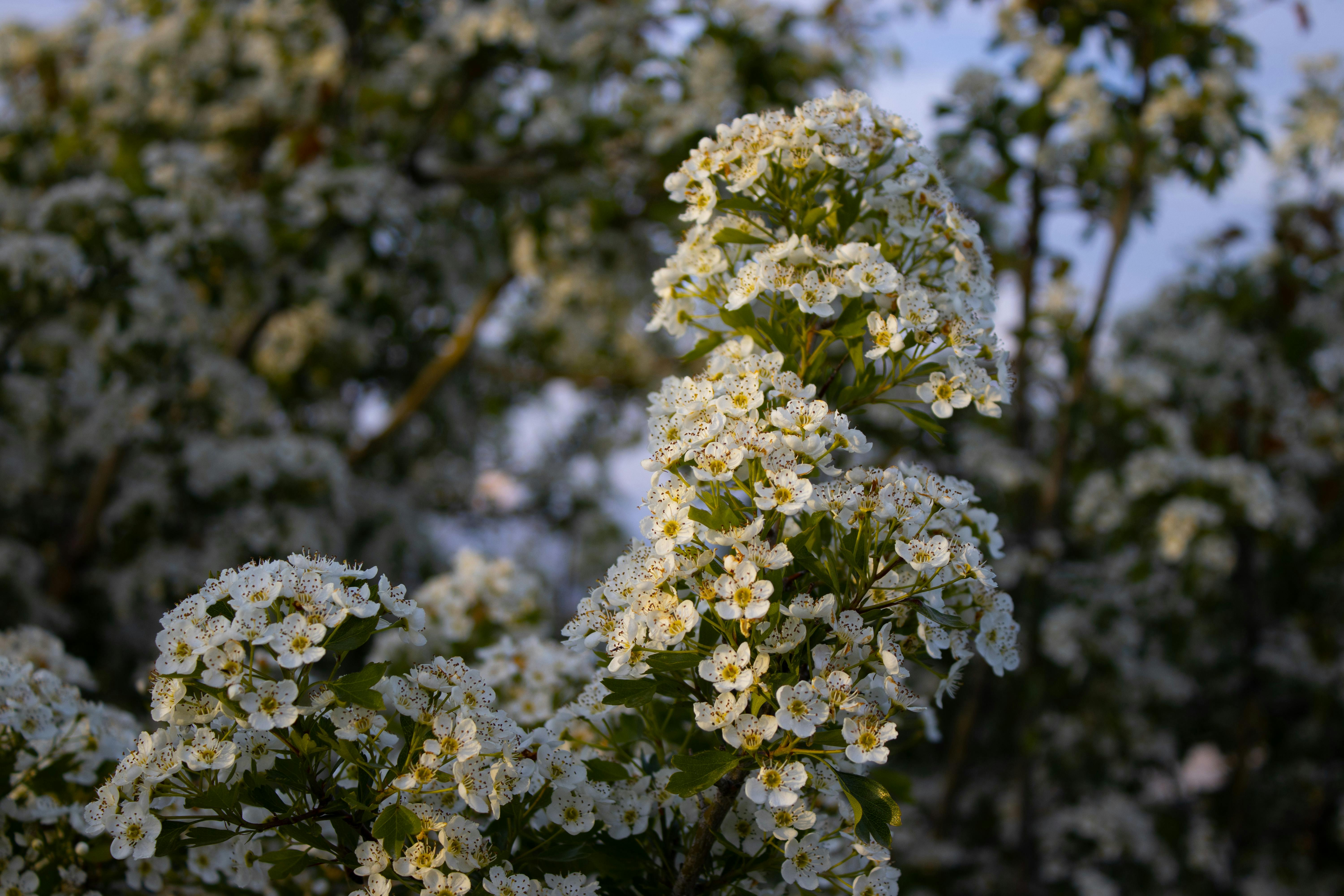 White Cherry Blossoms · Free Stock Photo
