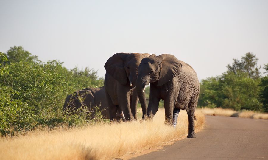 Wildlife near the road on the Morogoro transfer — safari preview near Mikumi