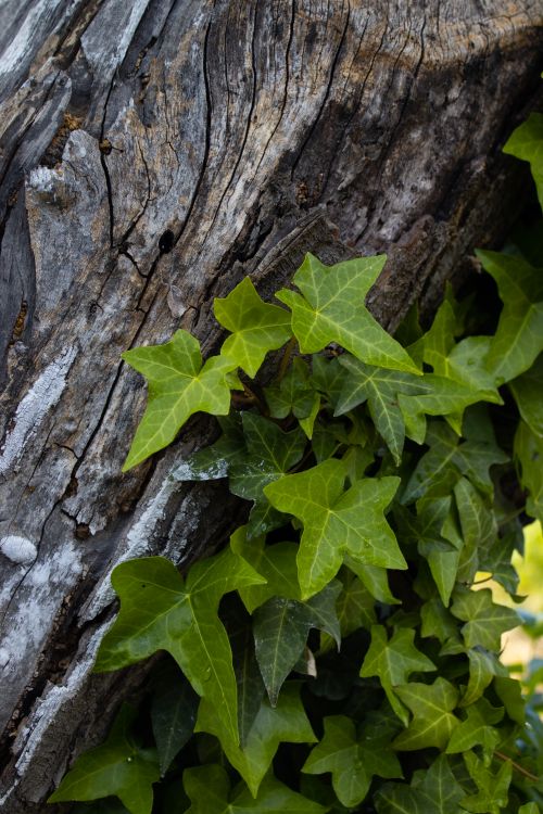 Free Detailed shot of green ivy leaves growing on textured tree bark in natural setting. Stock Photo