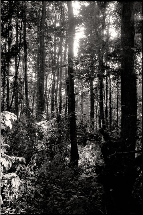 Black and White Photo of Forest 