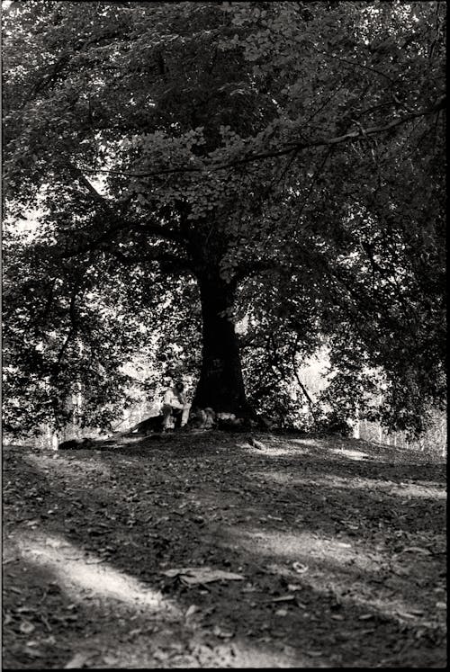 Imagine de stoc gratuită din agrement, alb-negru, arbore