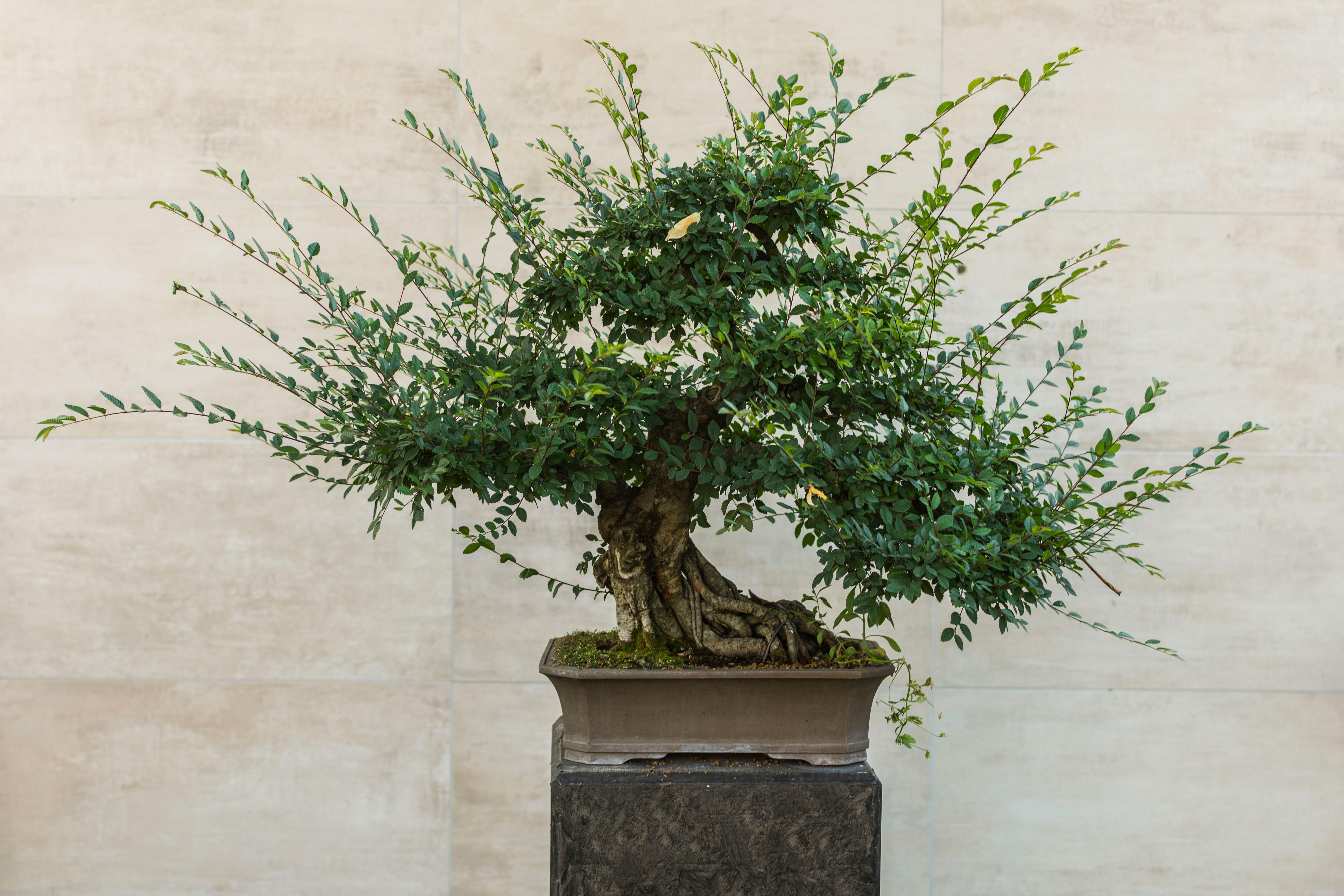 A lush green Chinese Elm bonsai tree with a thick, gnarled trunk in a rectangular brown pot.