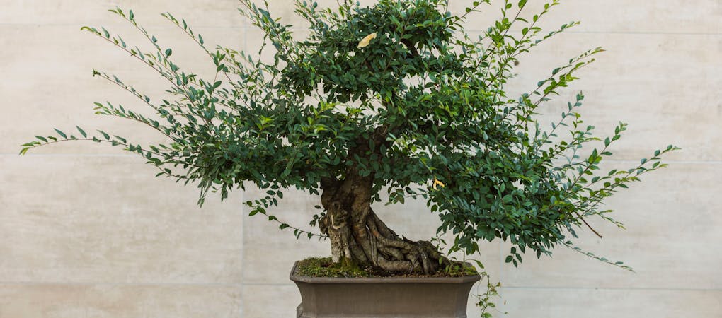 A lush green Chinese Elm bonsai tree with a thick, gnarled trunk in a rectangular brown pot.