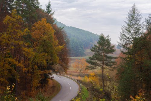 Бесплатное стоковое фото с деревья, дорога, осень