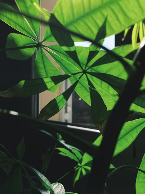녹색, 식물, 집중의 무료 스톡 사진