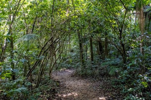 Free A scenic forest path surrounded by dense green foliage, ideal for nature exploration. Stock Photo
