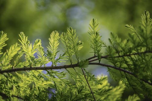 Green Leaves on Branch