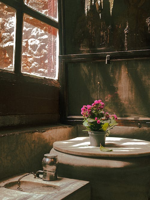 Houseplant in Rustic House Interior