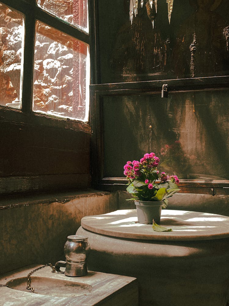 Houseplant In Rustic House Interior